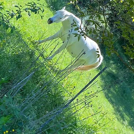 Cocotte Luberon, Forcalquier Pierrerue (Alpes-de-Haute-Provence)