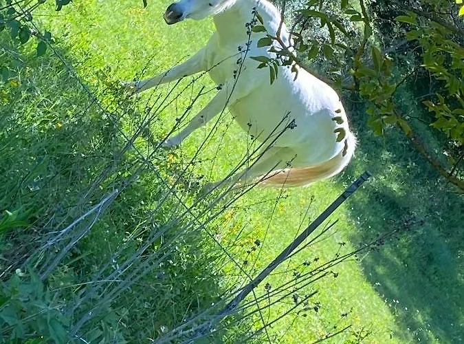 Cocotte Luberon, Forcalquier Pierrerue (Alpes-de-Haute-Provence)
